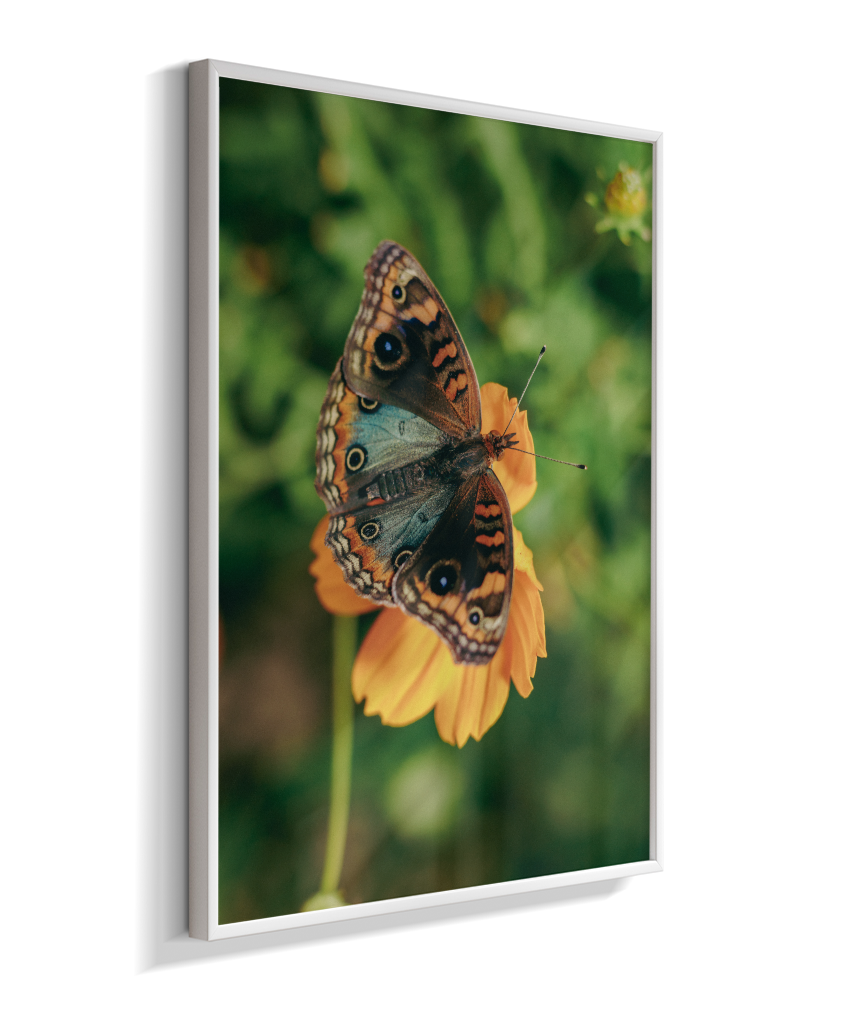 Junonia evarete