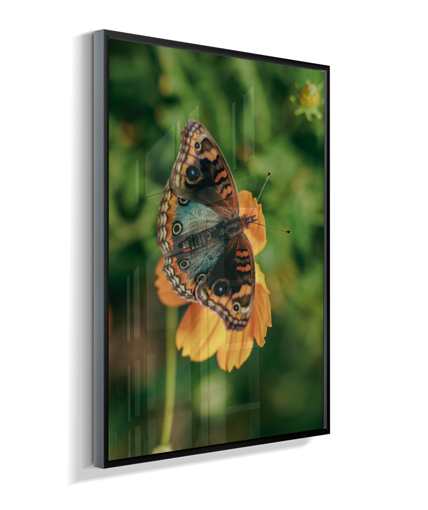 Junonia evarete