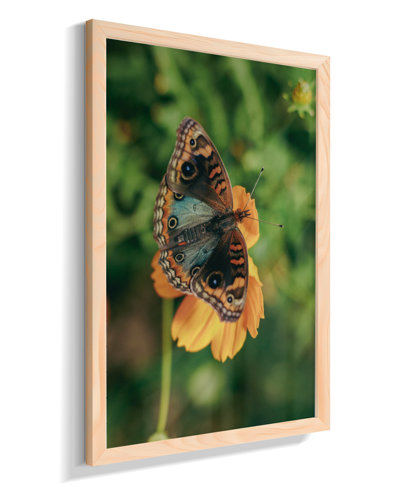 Junonia evarete