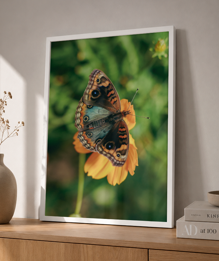 Junonia evarete