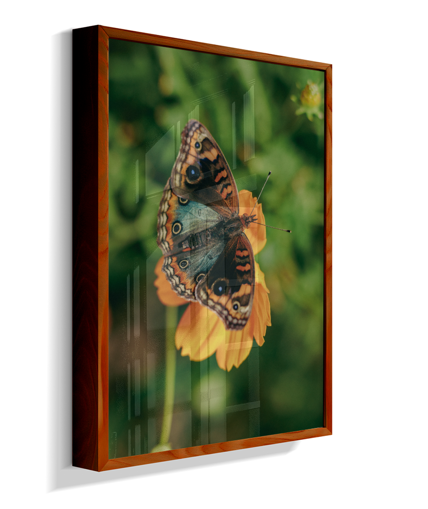 Junonia evarete