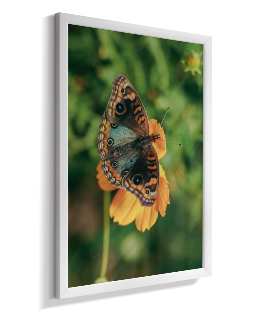 Junonia evarete