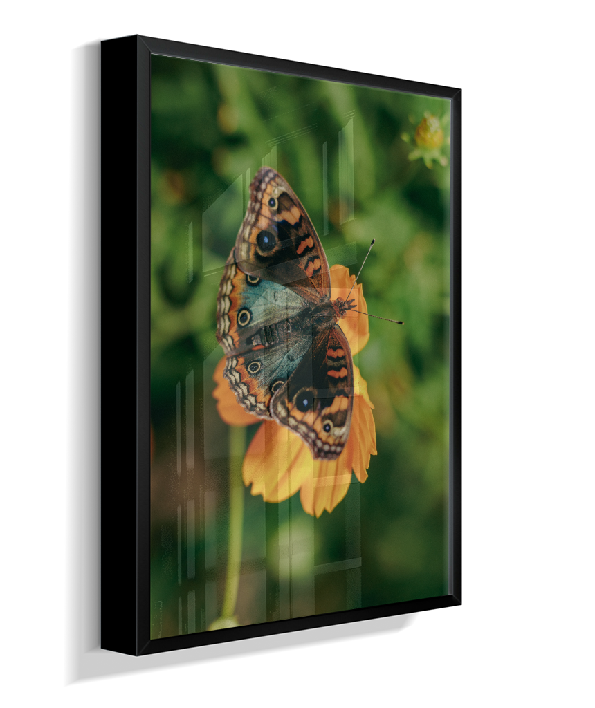 Junonia evarete
