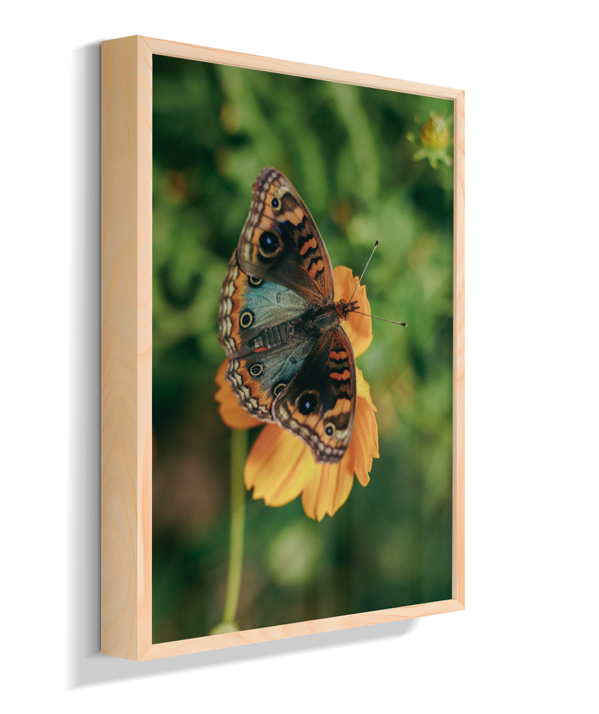 Junonia evarete