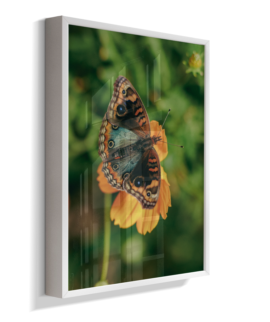 Junonia evarete