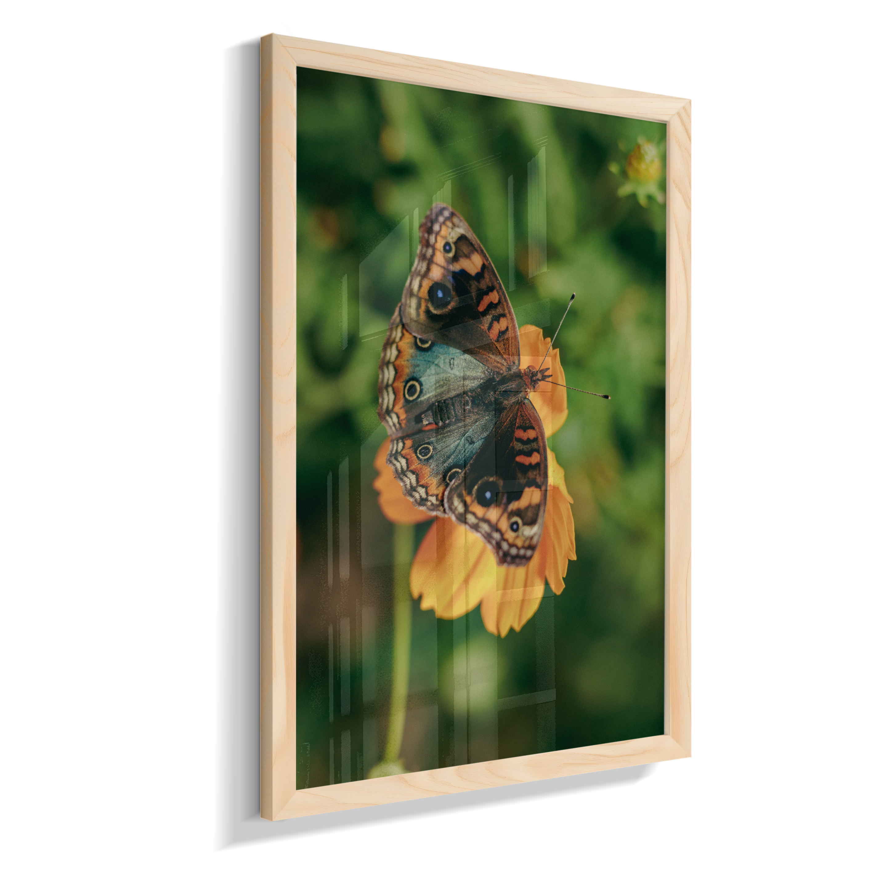 Junonia evarete