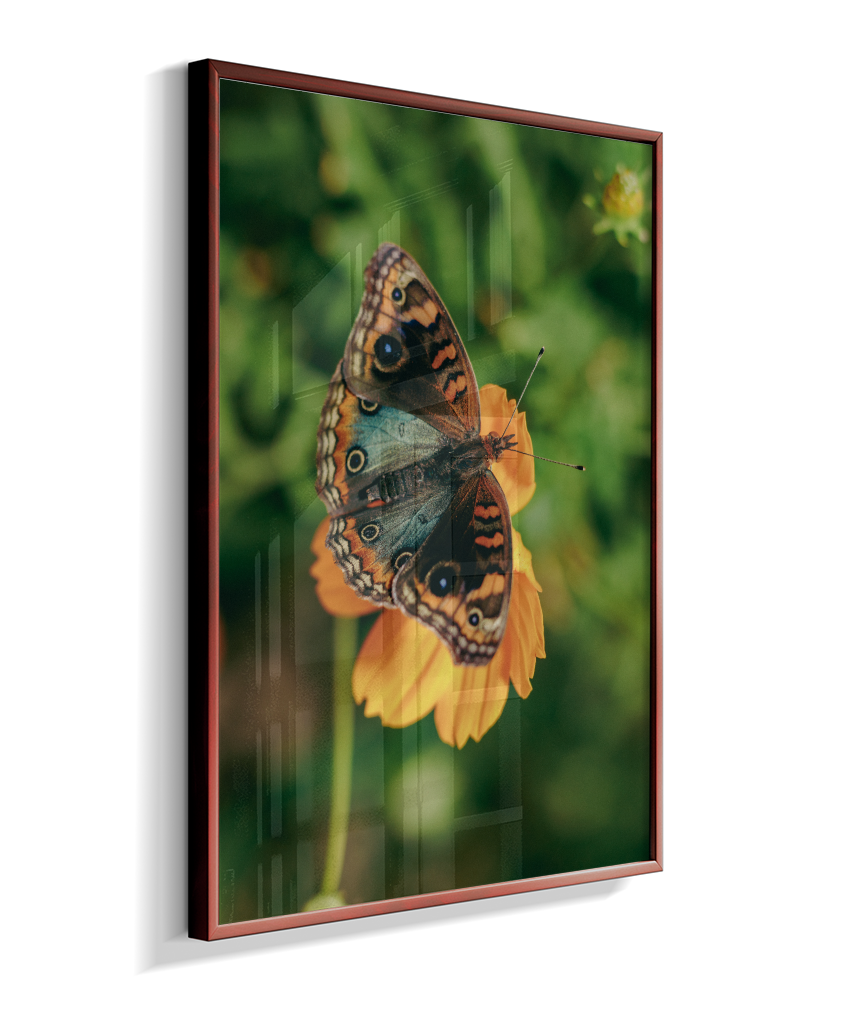 Junonia evarete