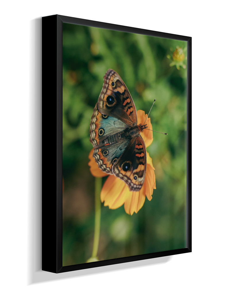 Junonia evarete