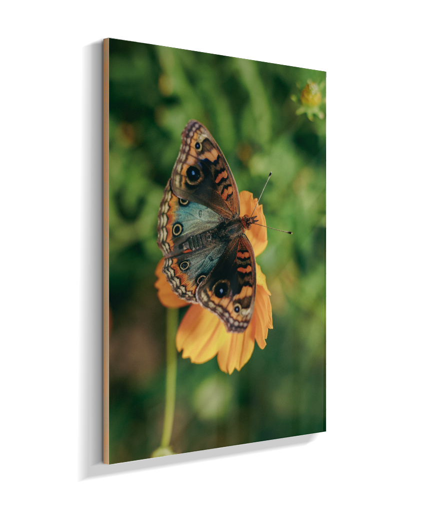 Junonia evarete