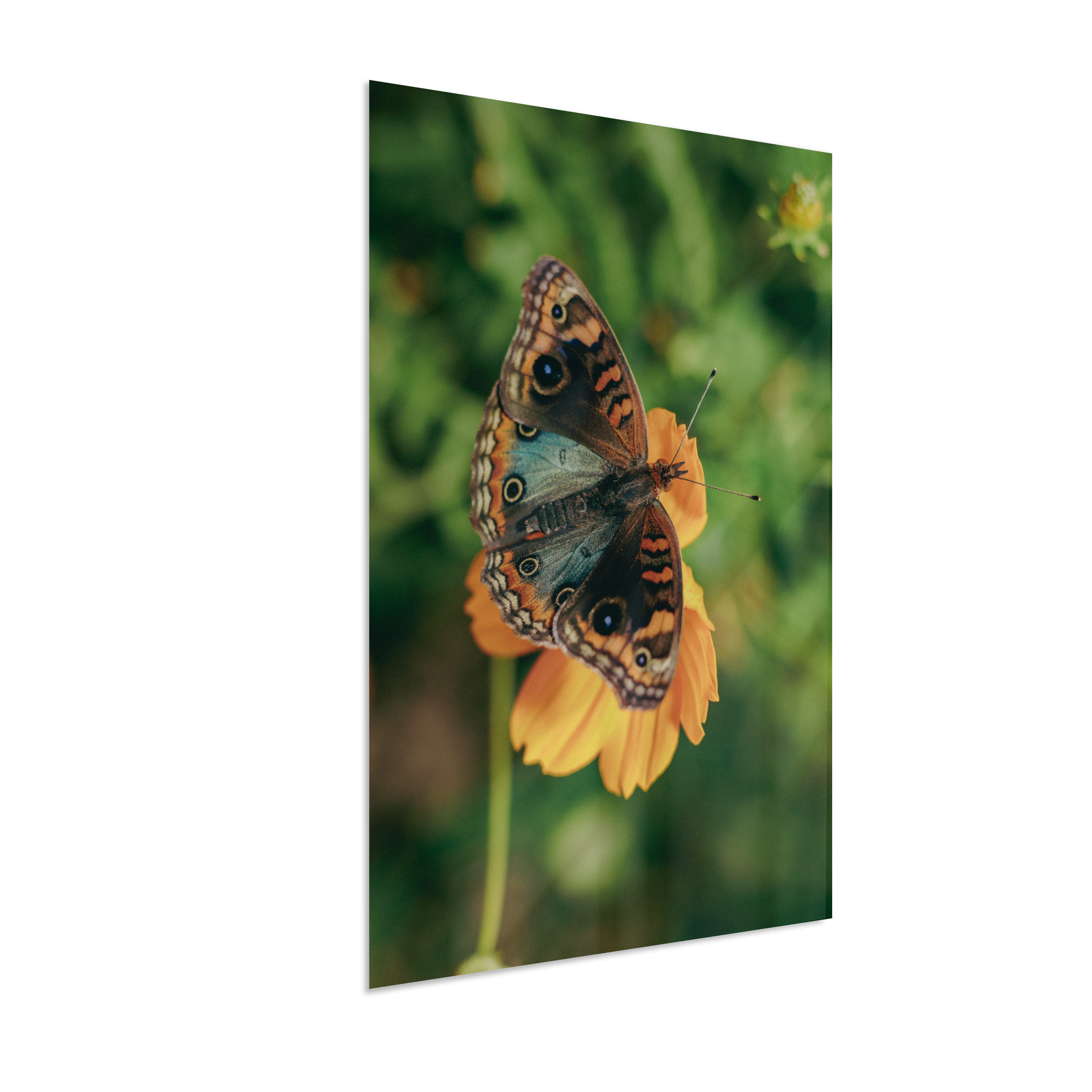 Junonia evarete