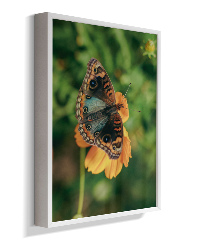 Junonia evarete