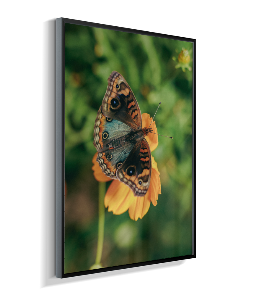 Junonia evarete