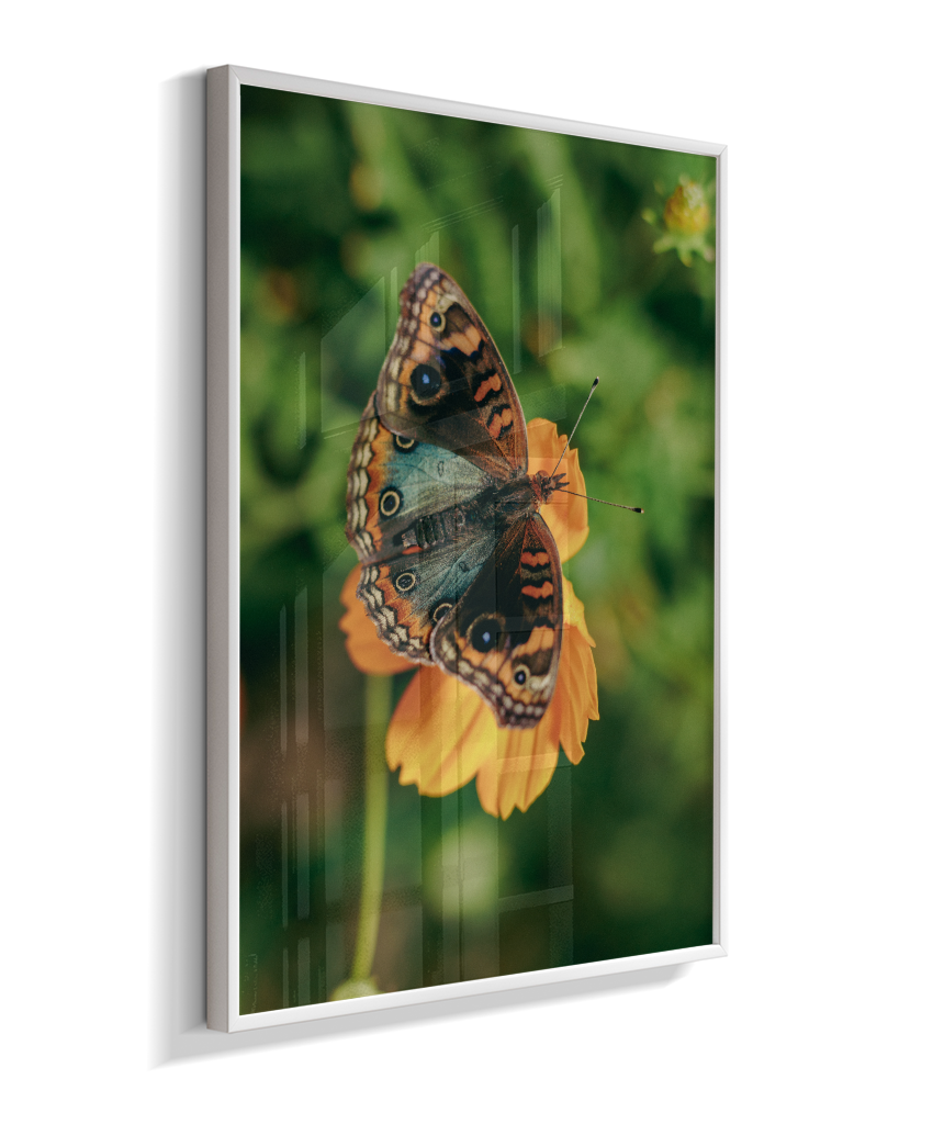 Junonia evarete