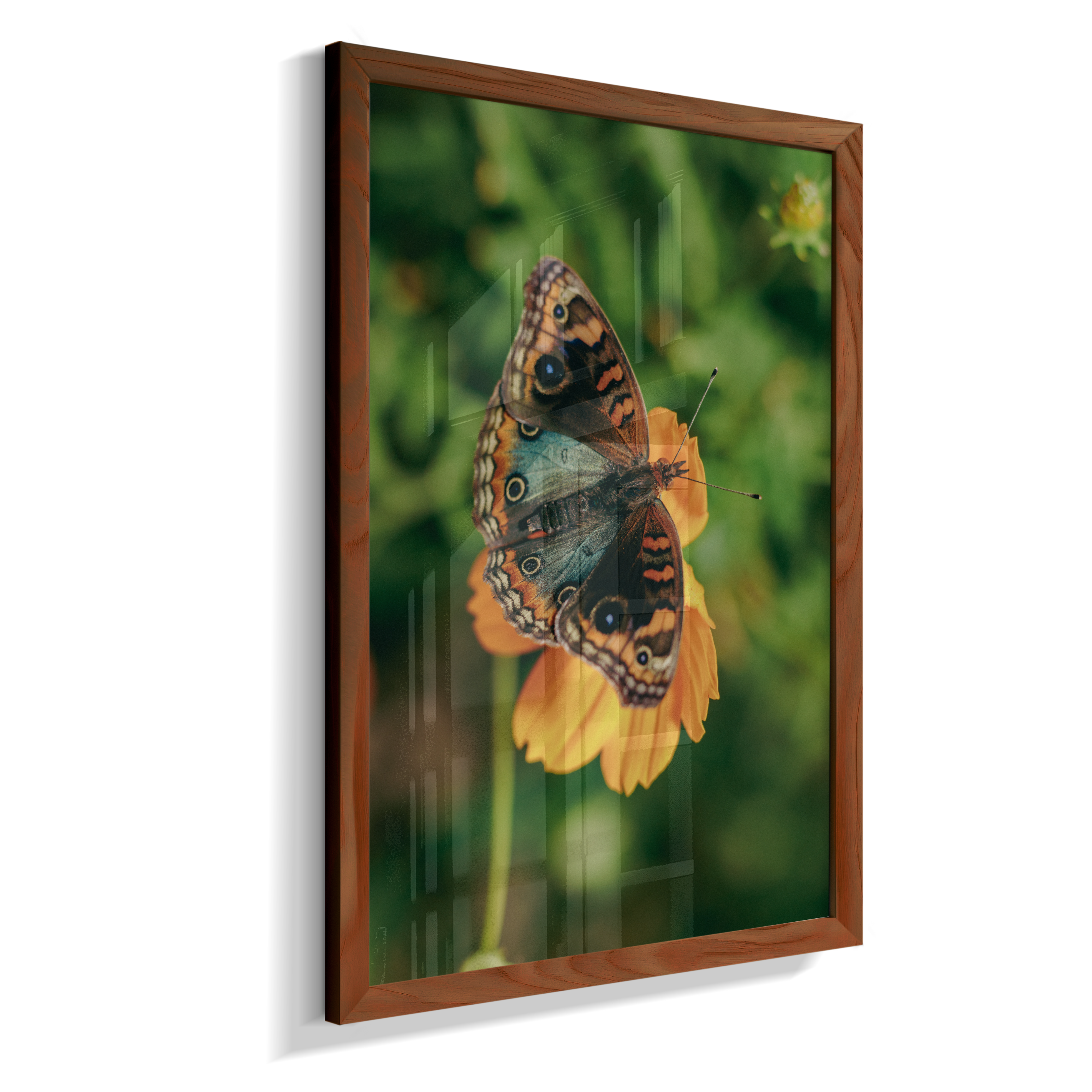 Junonia evarete