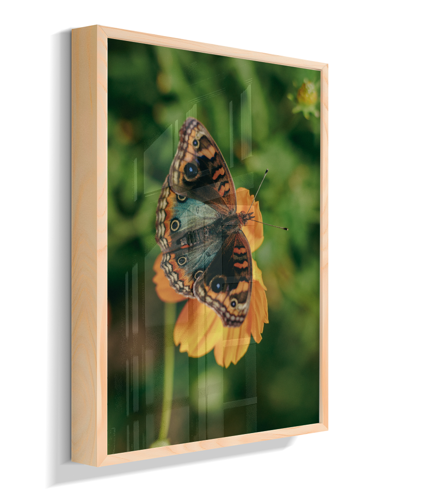 Junonia evarete