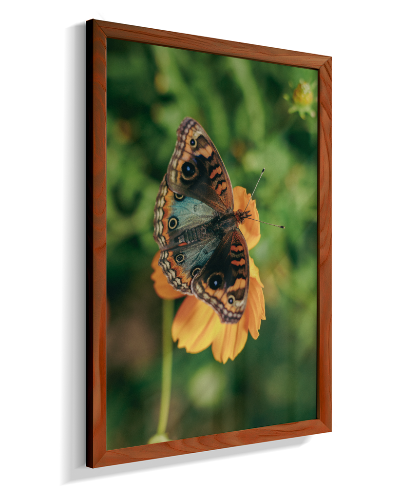 Junonia evarete