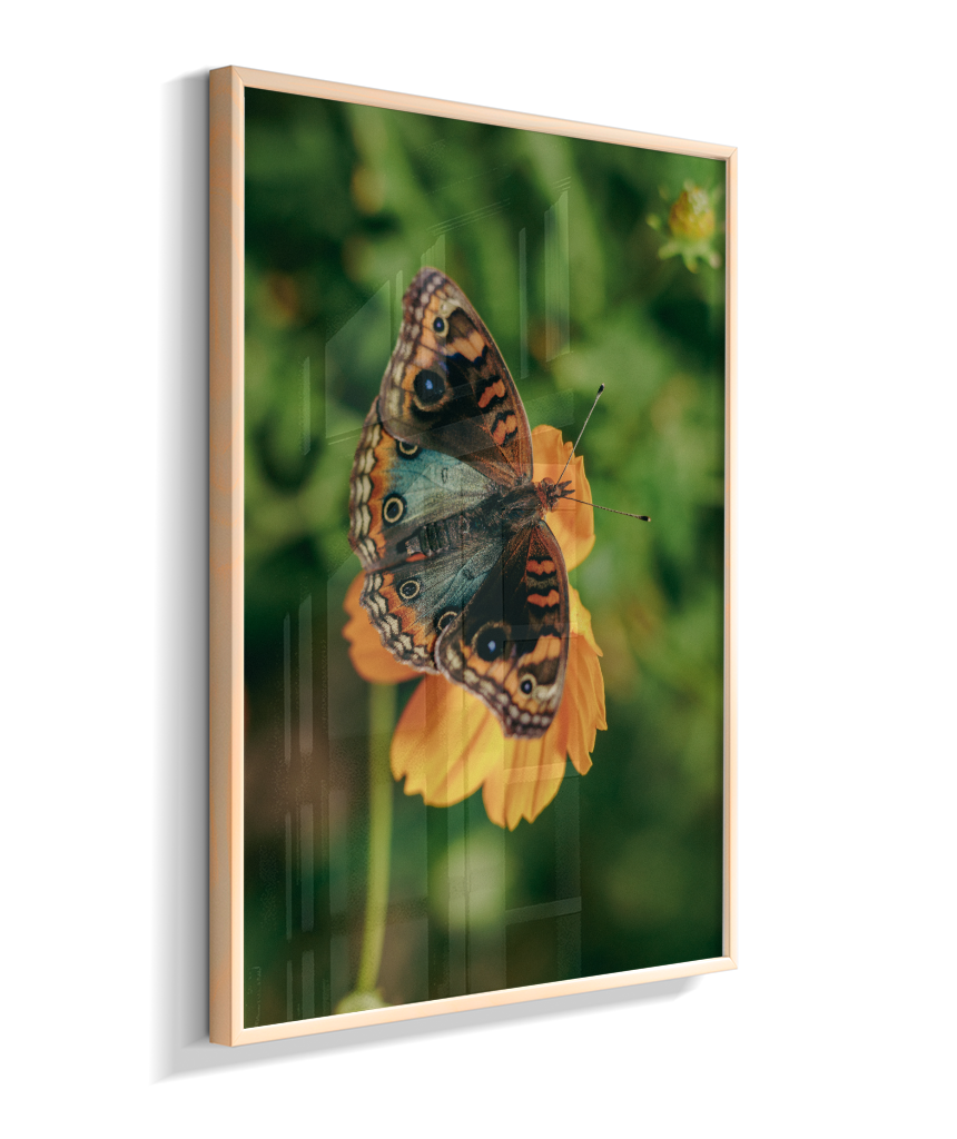 Junonia evarete