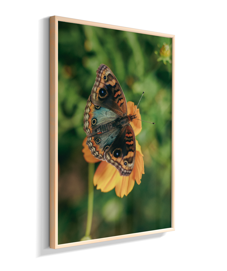 Junonia evarete