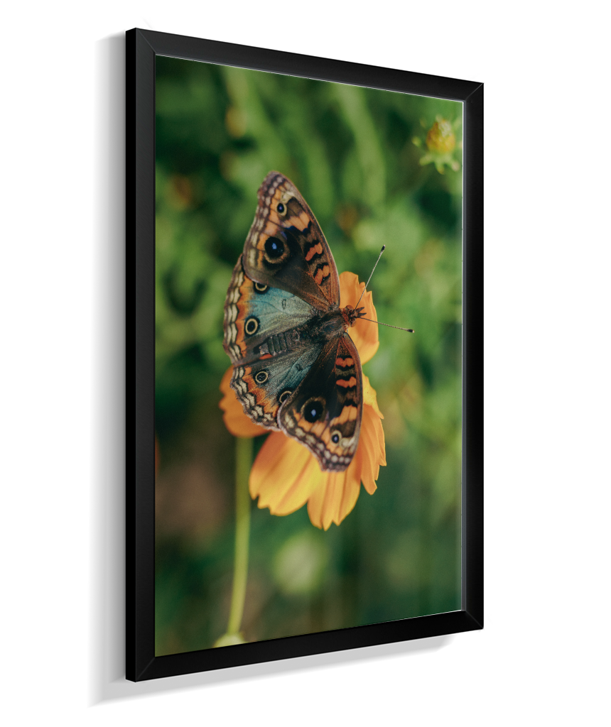 Junonia evarete