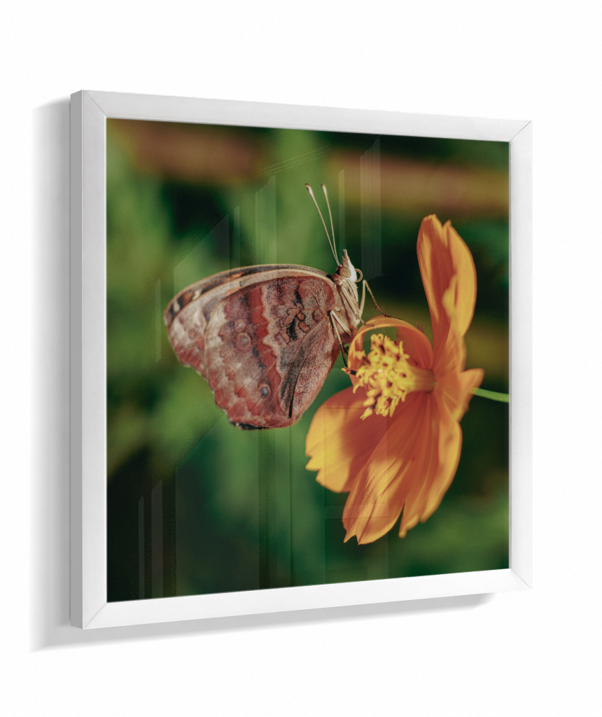 Junonia evarete