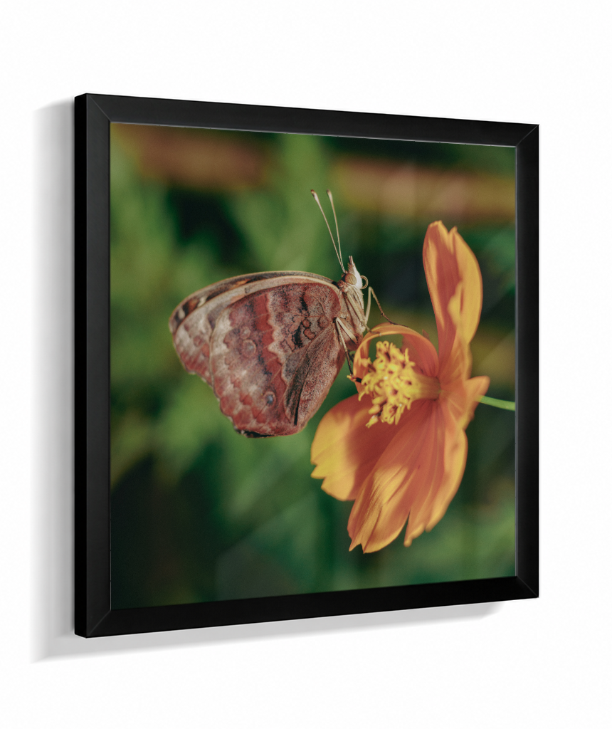 Junonia evarete