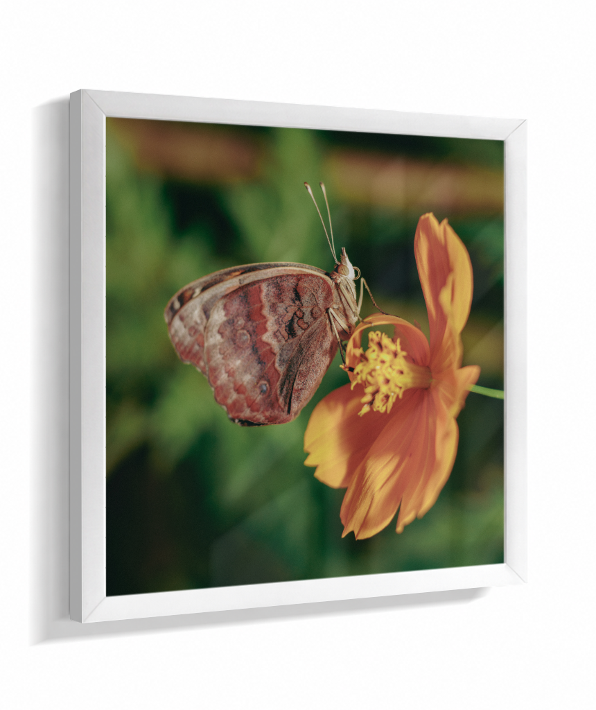 Junonia evarete