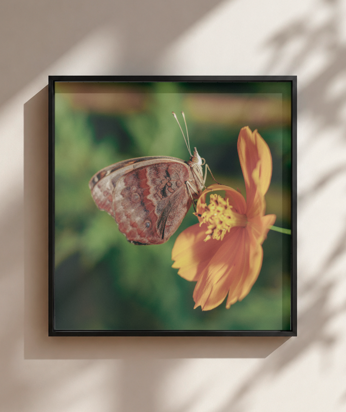 Junonia evarete