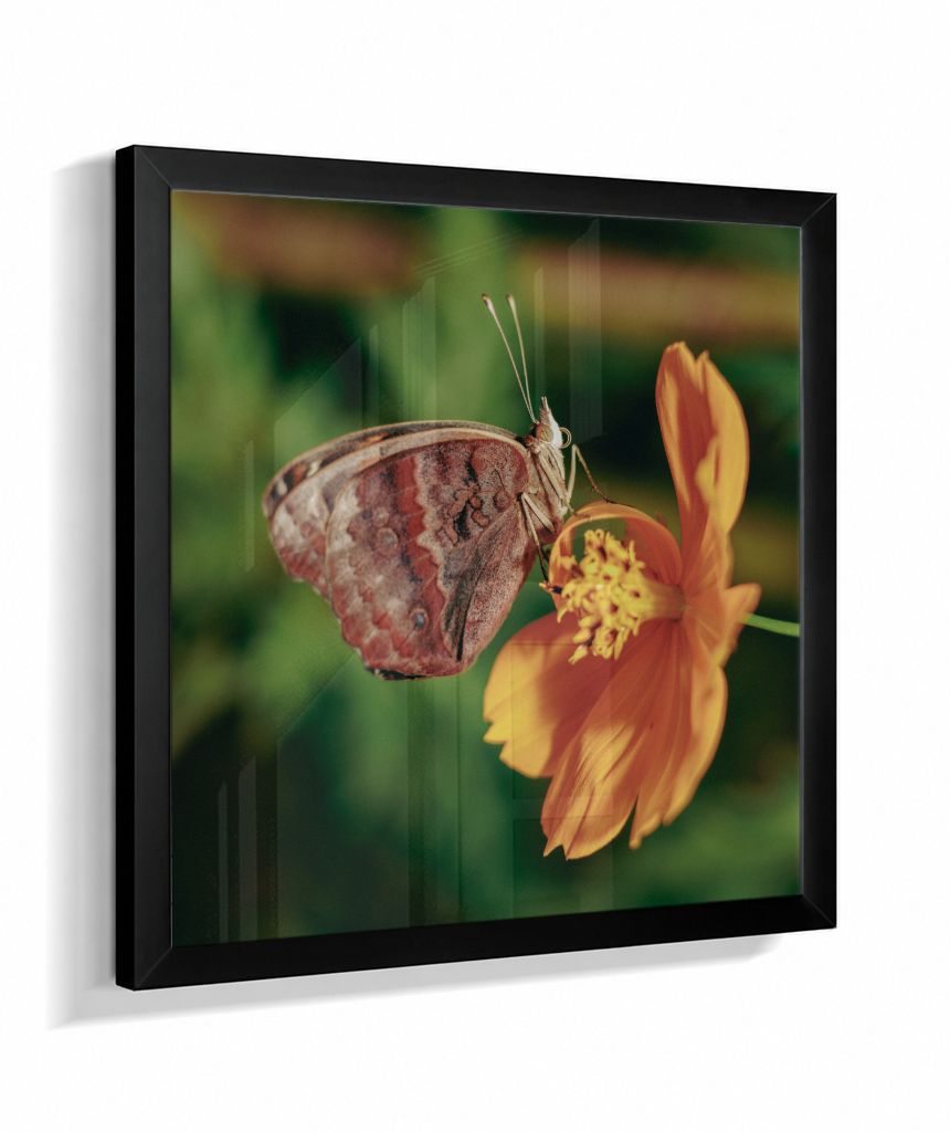 Junonia evarete