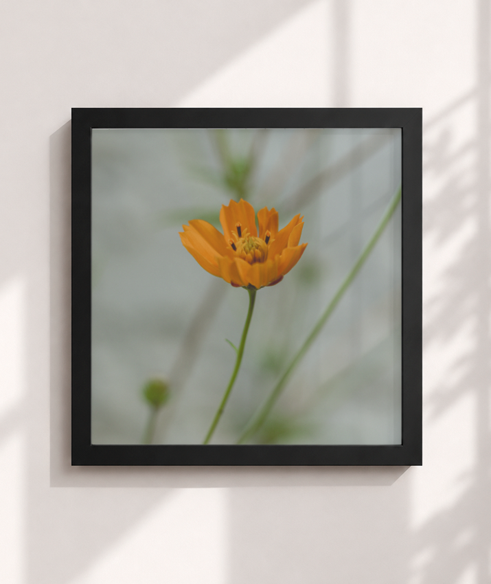 Cosmos