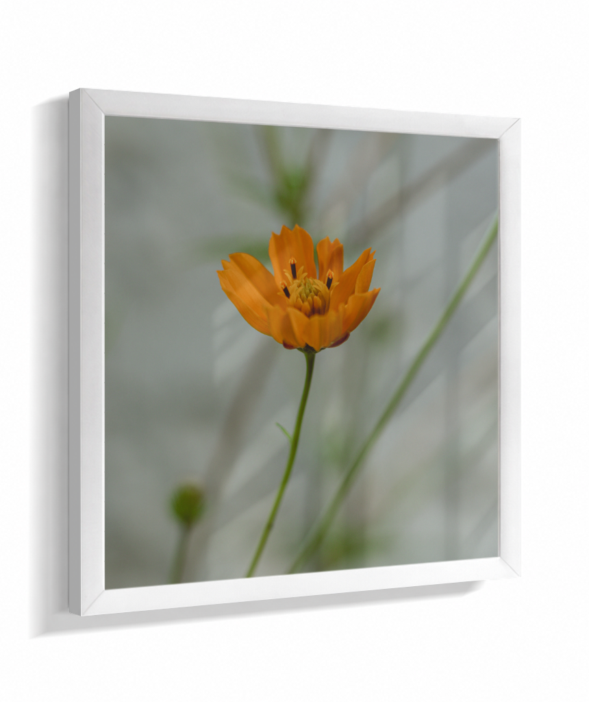 Cosmos
