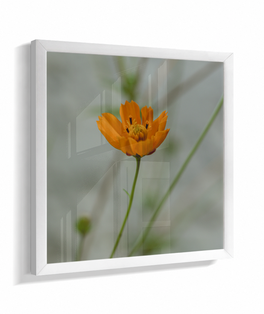 Cosmos