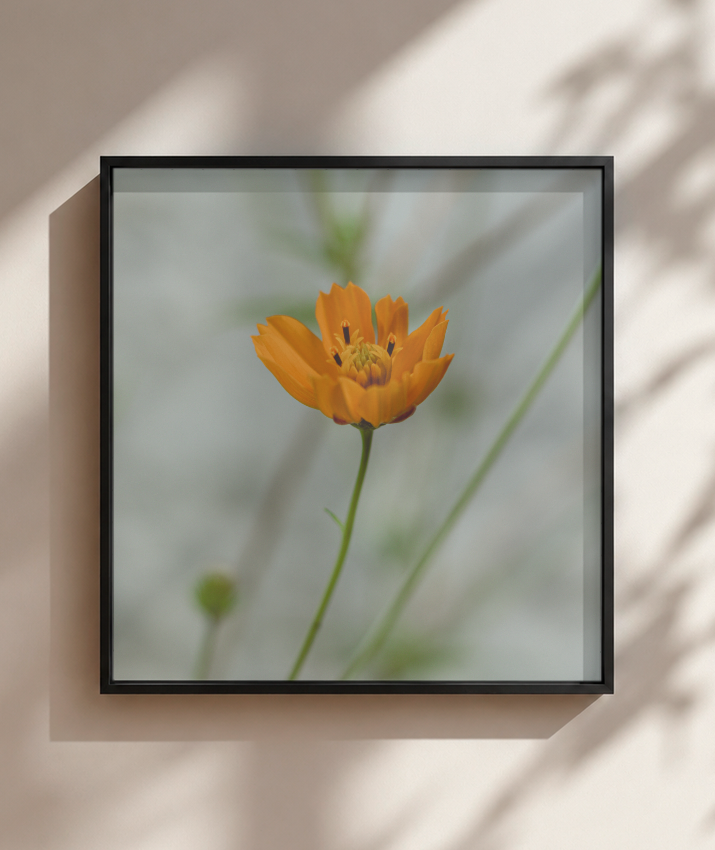 Cosmos