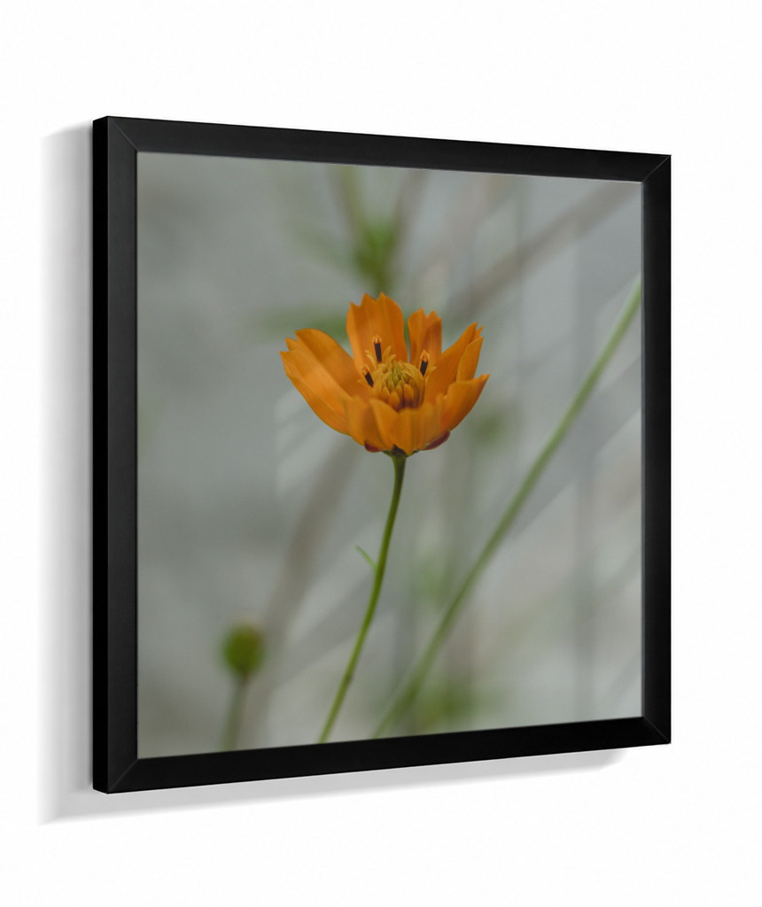Cosmos