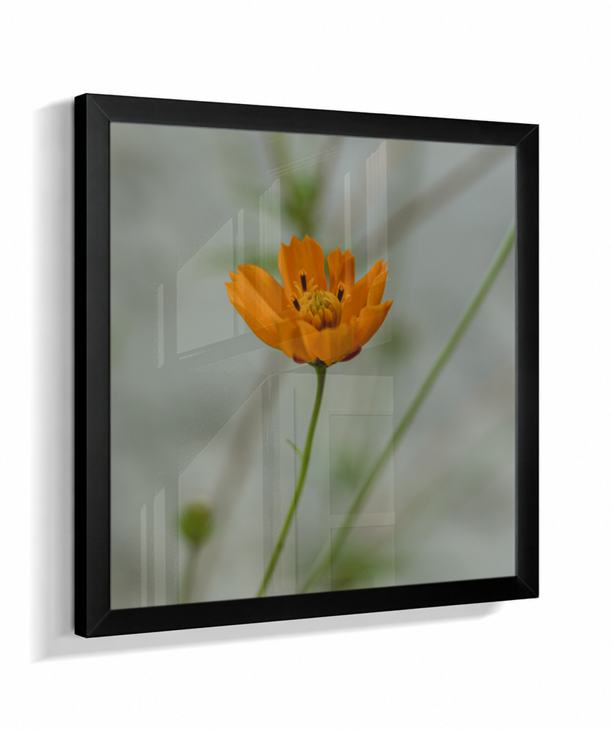 Cosmos