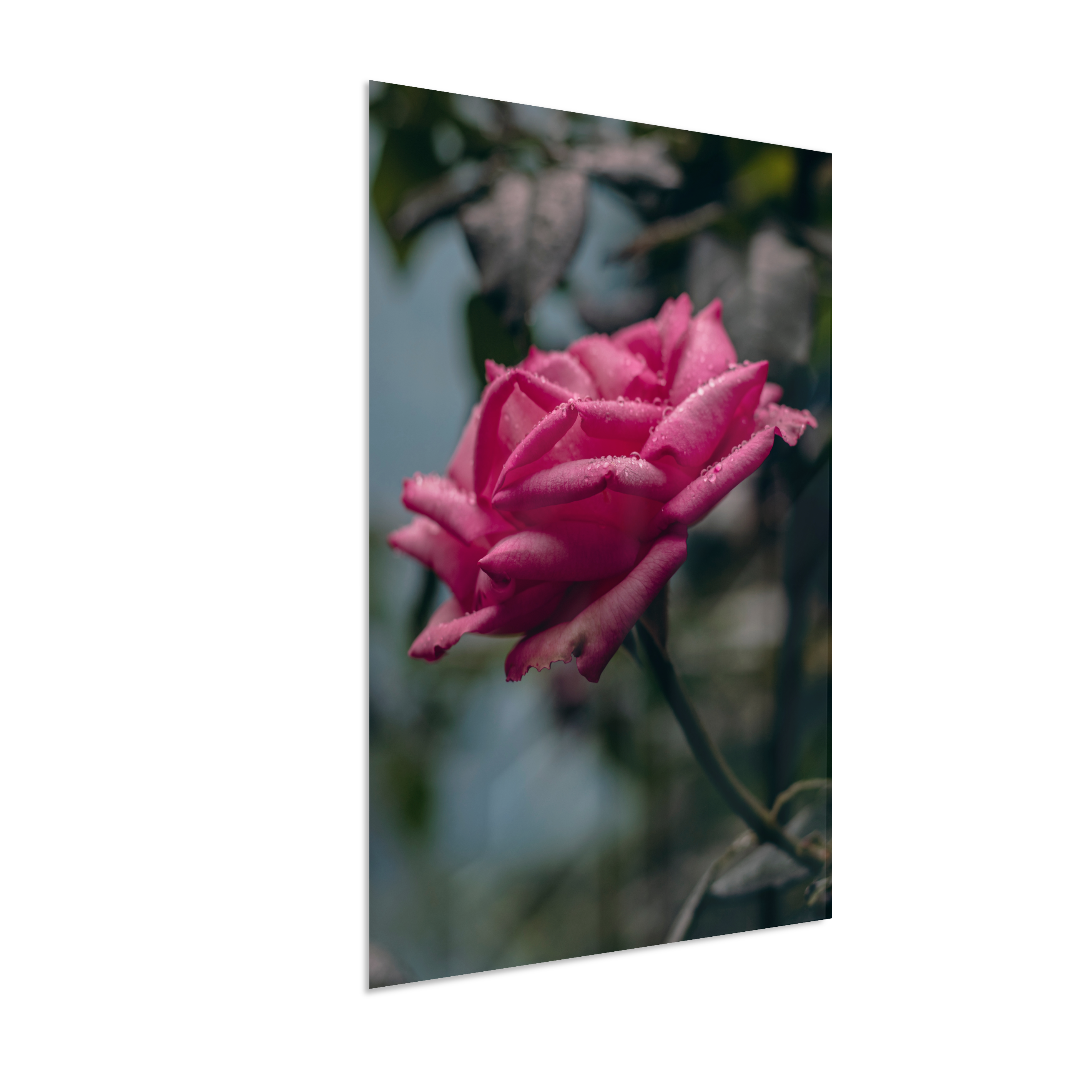 Rosa