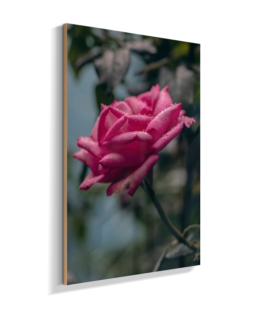 Rosa