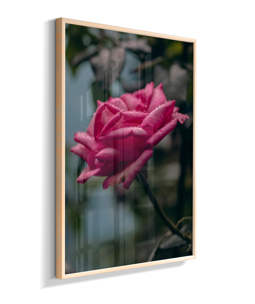 Rosa