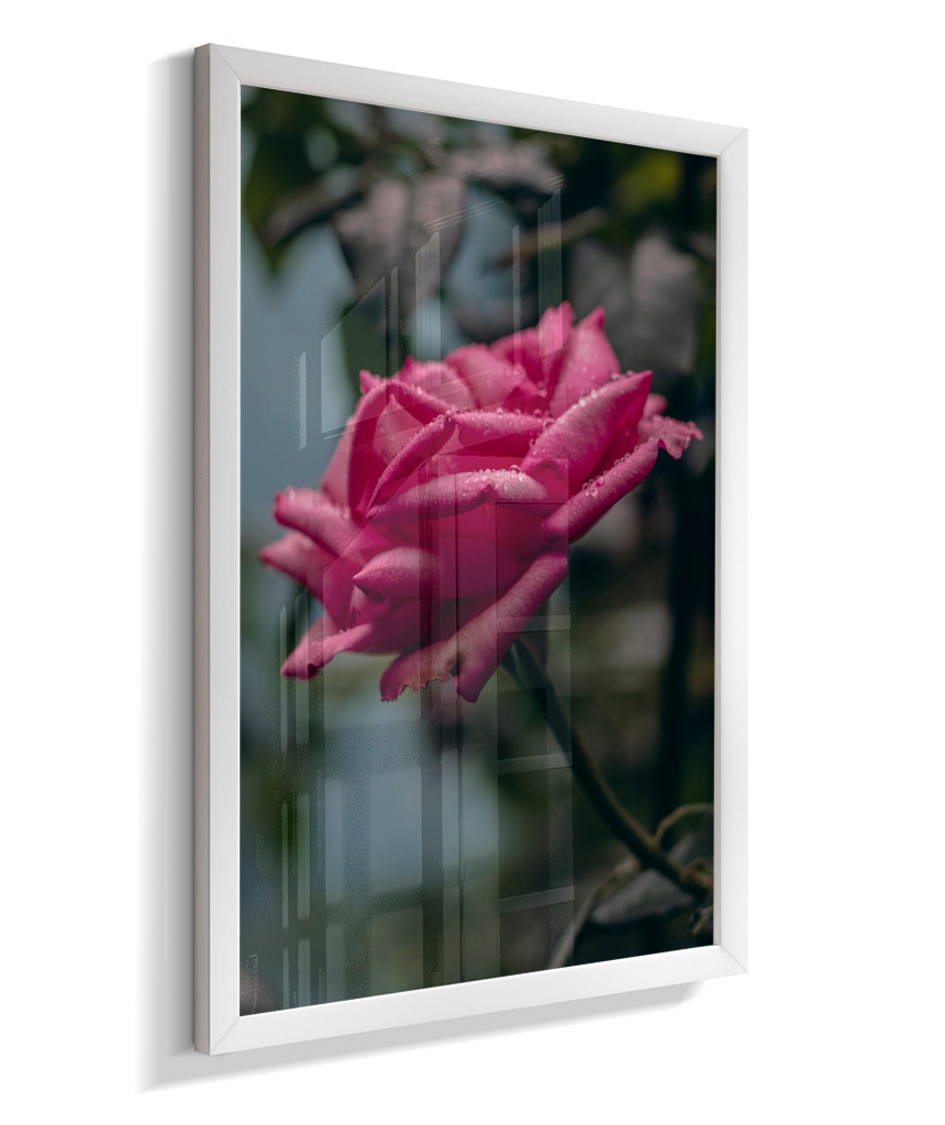 Rosa