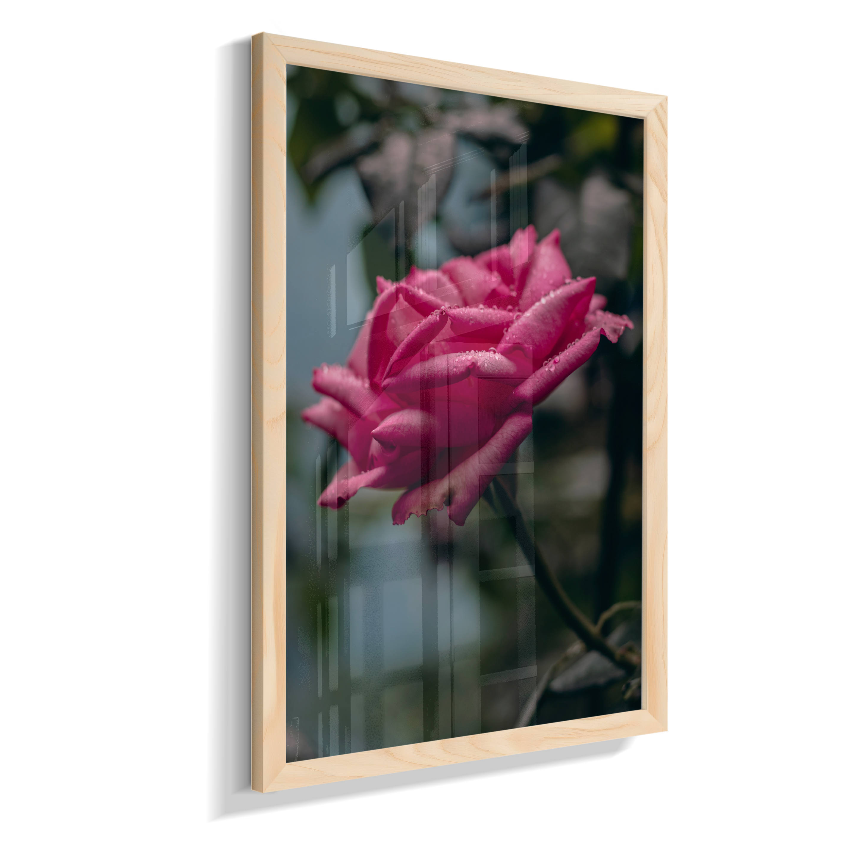 Rosa