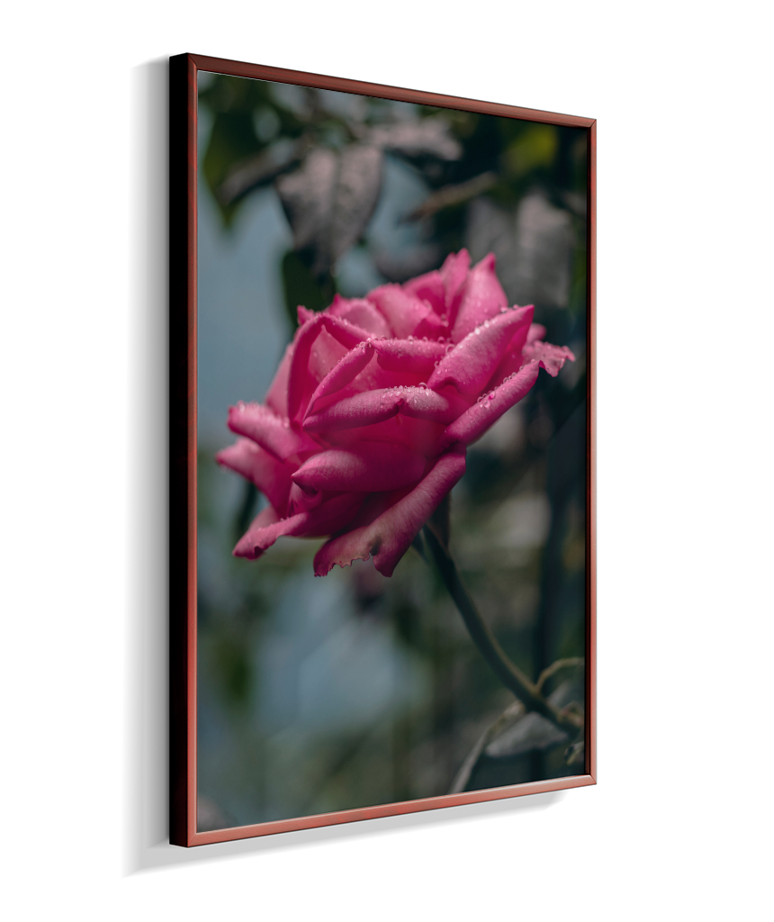 Rosa