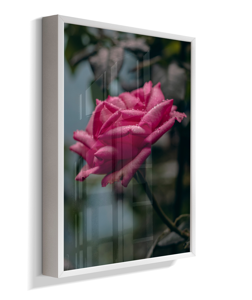 Rosa