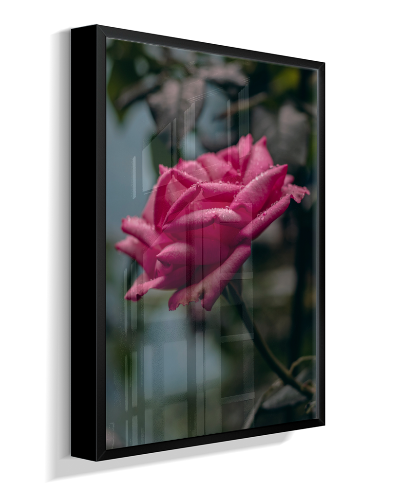 Rosa