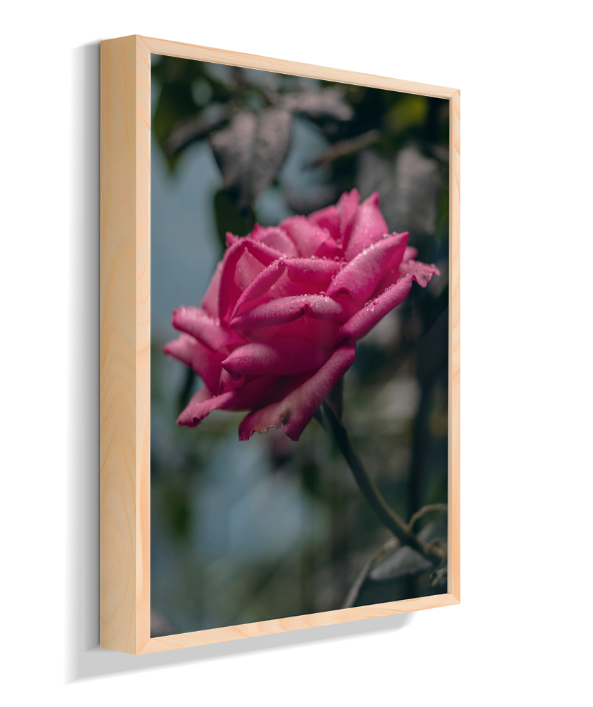 Rosa