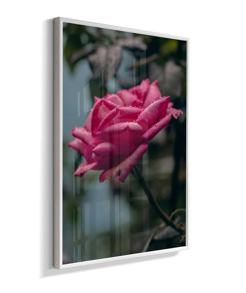 Rosa