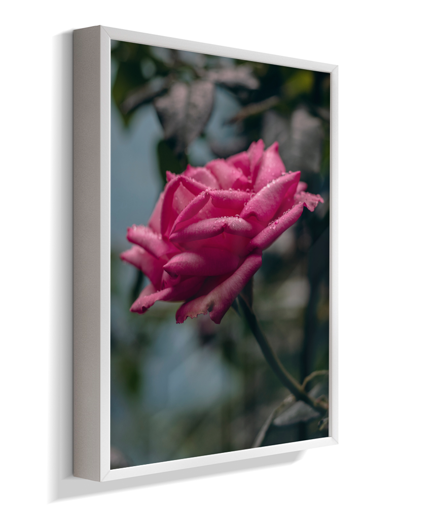Rosa