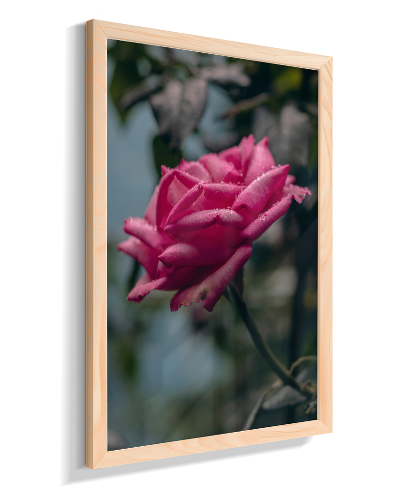 Rosa