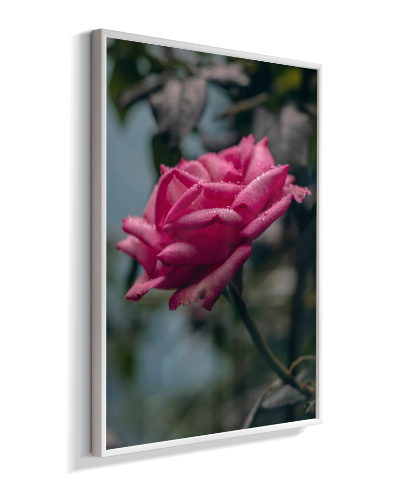 Rosa