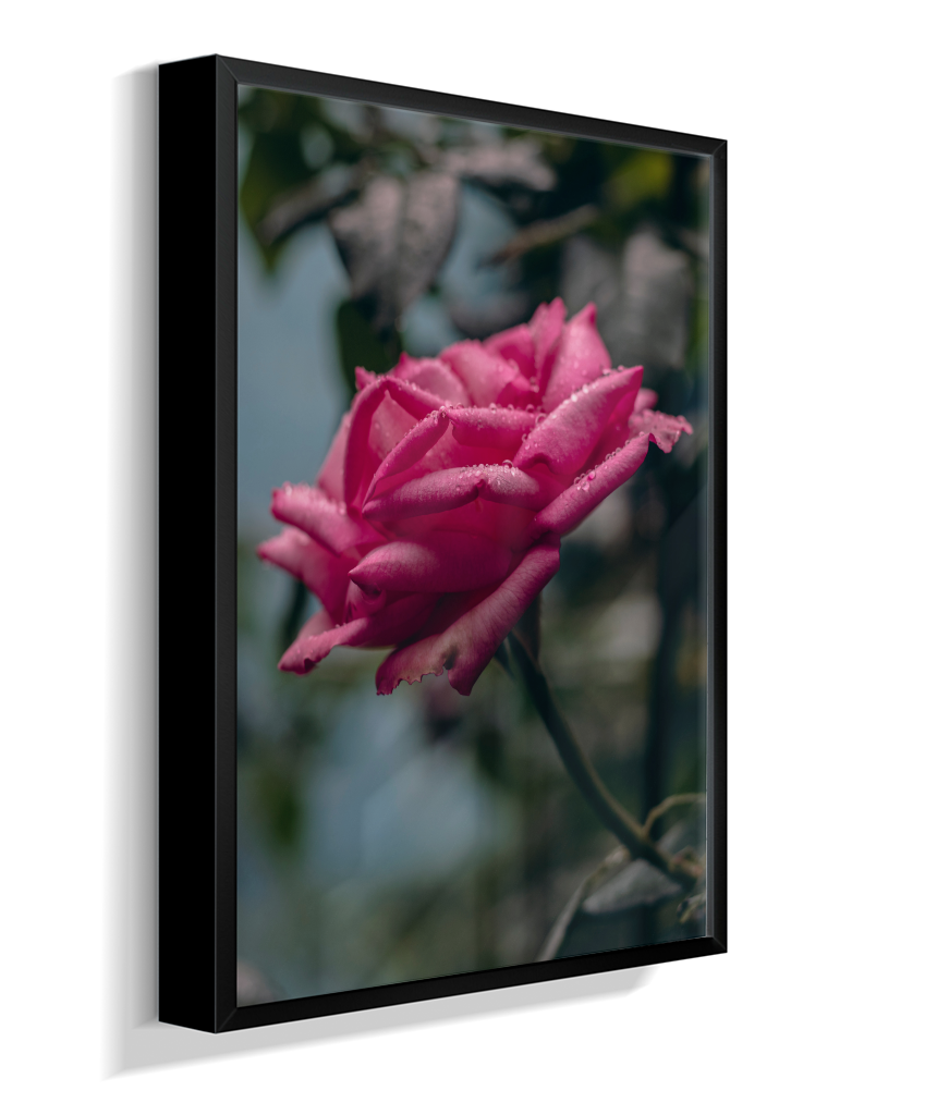 Rosa