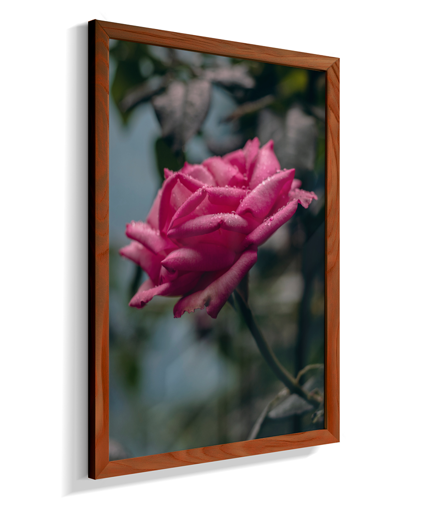 Rosa