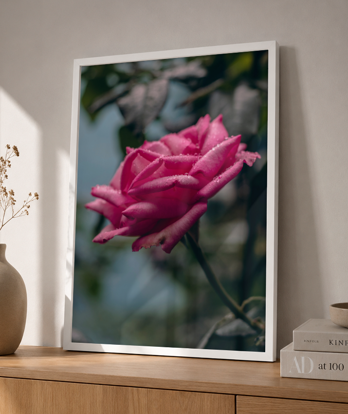 Rosa
